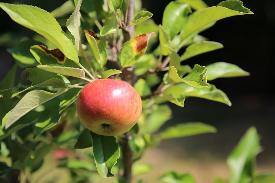 apple, garden, fruit, fruit picking, healthy eating, food, food and drink HD wallpaper