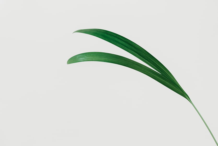 green-leafed plant, studio shot, green color, plant part, cut out HD wallpaper