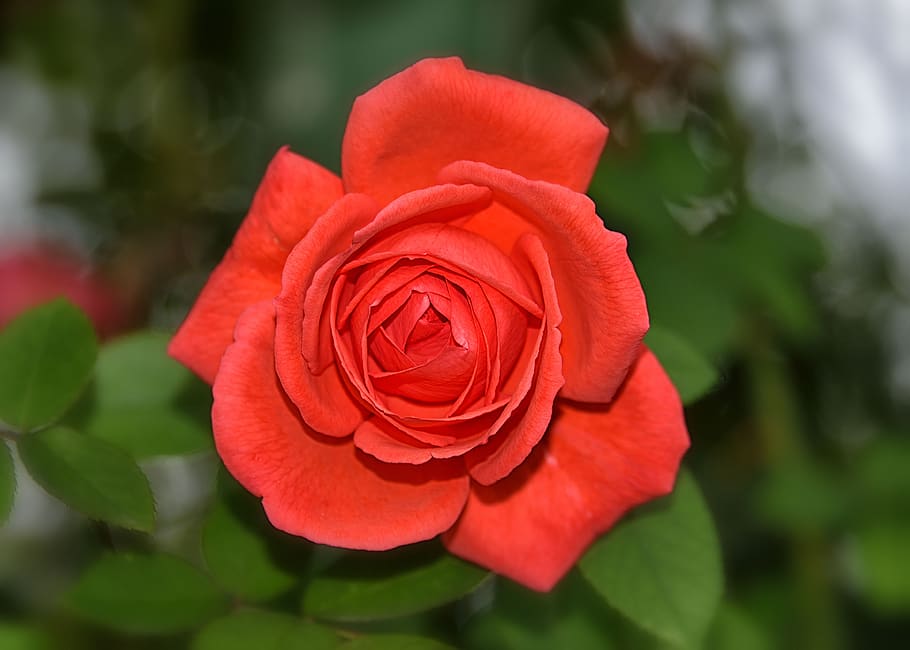 rose, noble, red, flower, romantic, blossom, bloom, love, valentine's day HD wallpaper