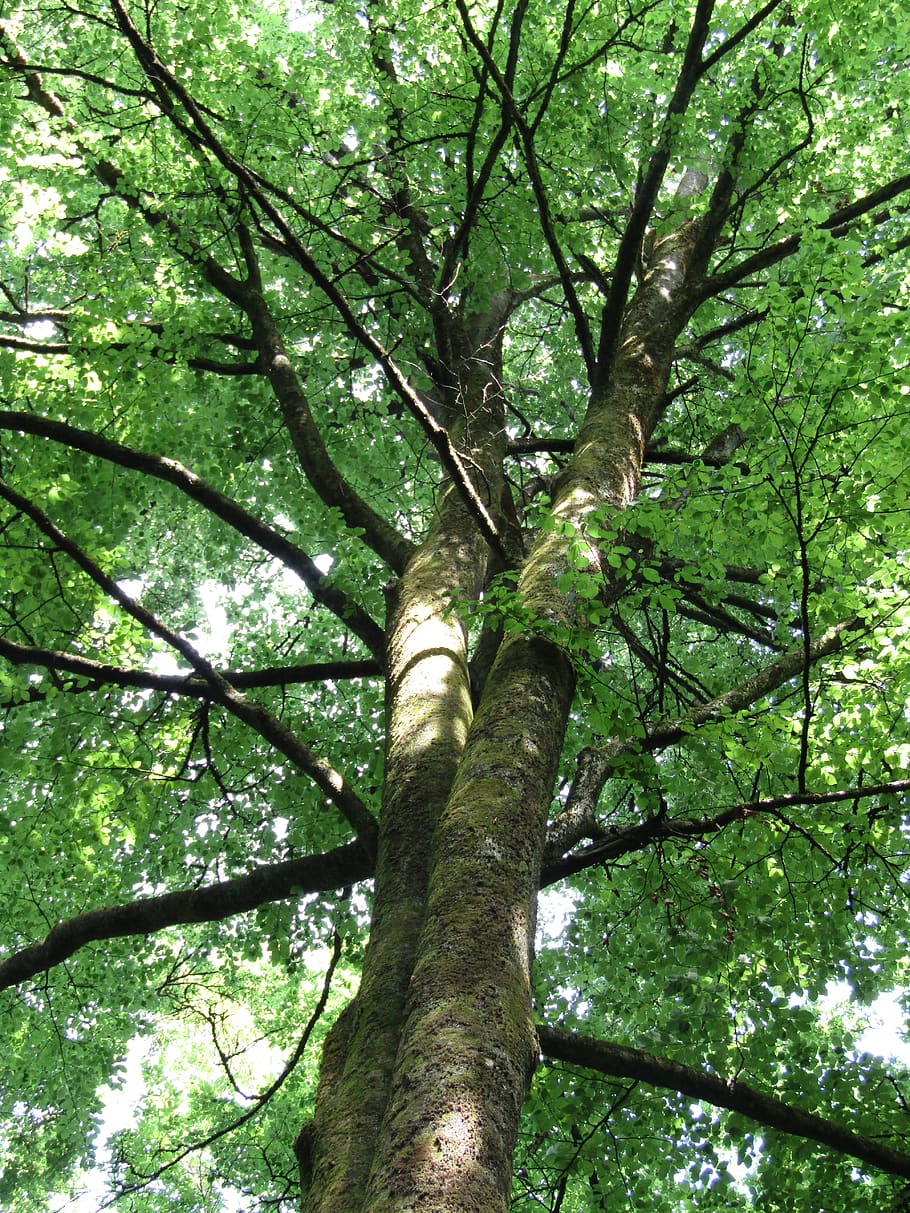 germany, backnang, backnang plattenwald, forest, nature, green HD wallpaper