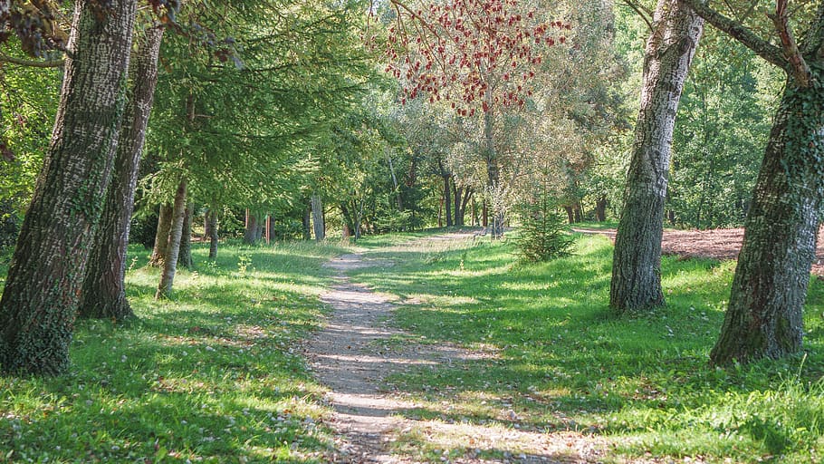 path, forest, trees, landscape, forests, walk, hiking, via HD wallpaper