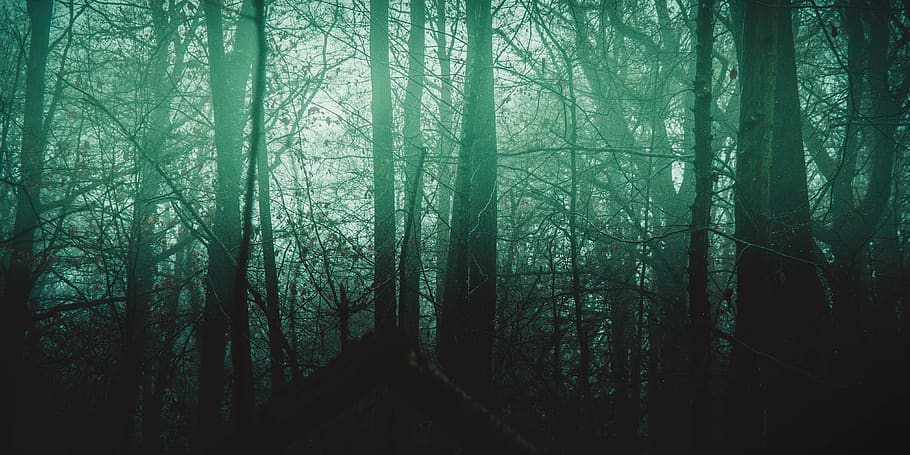 trees in half-dimmed area, landscape, outdoor, wallpaper, green HD wallpaper