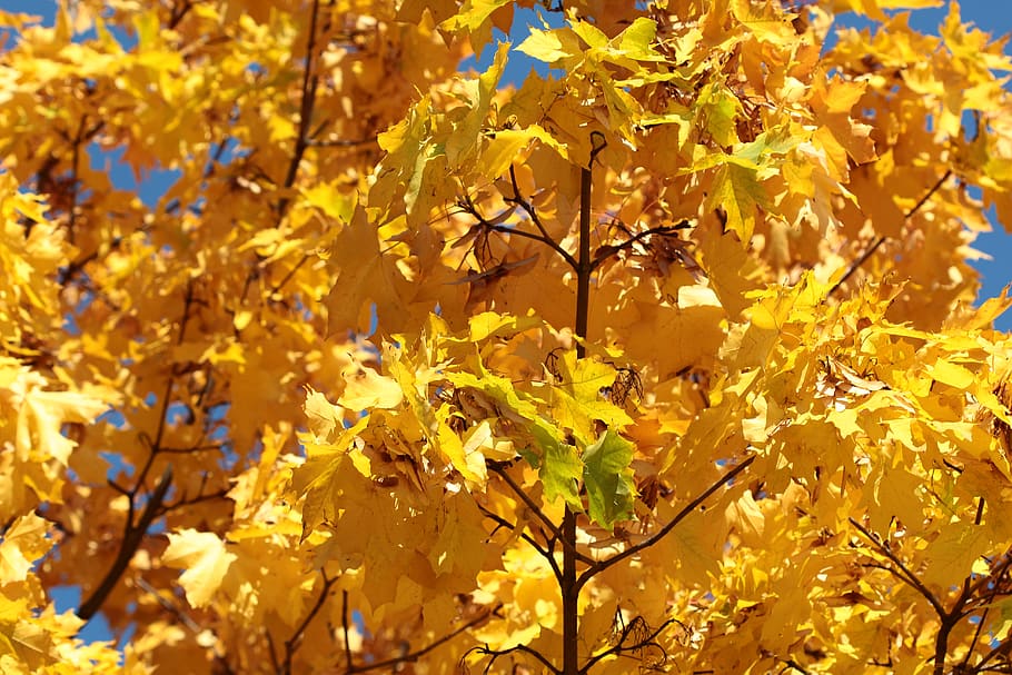 yellow leaves tree, choceradská, czechia, plant, flora, blossom HD wallpaper