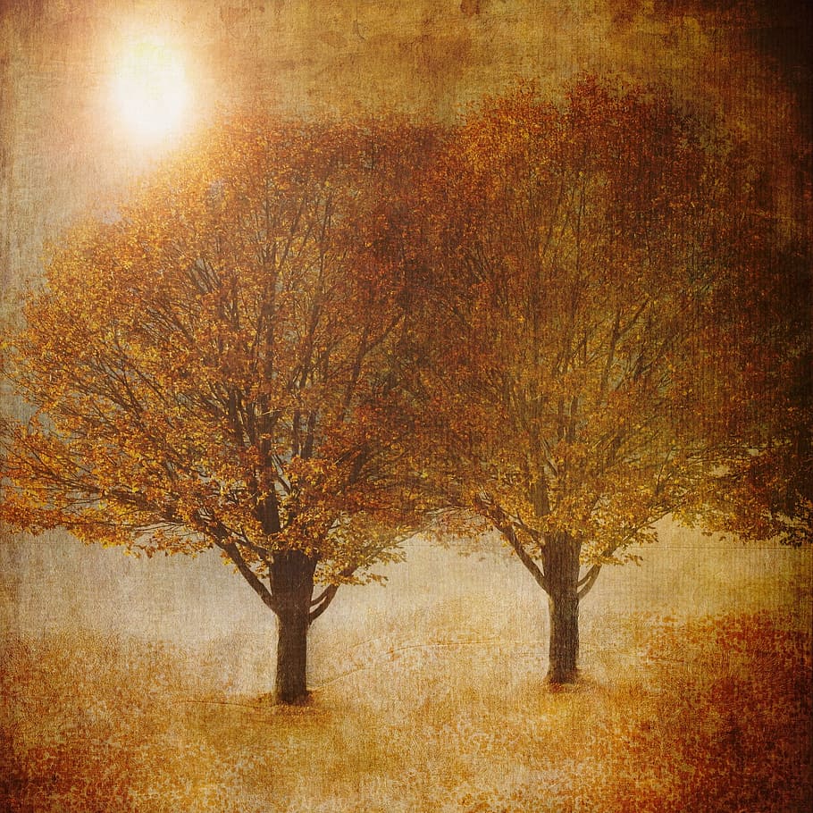 Autumn, nature, fall, tree, wood, fire, orange, plant, change HD wallpaper