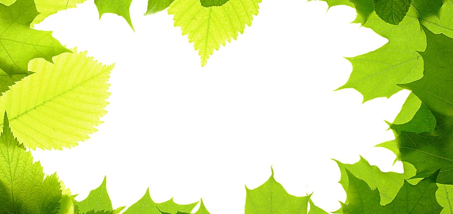 frame, decoration, leaf, leavs, leaves, laeves, leavse, white HD wallpaper