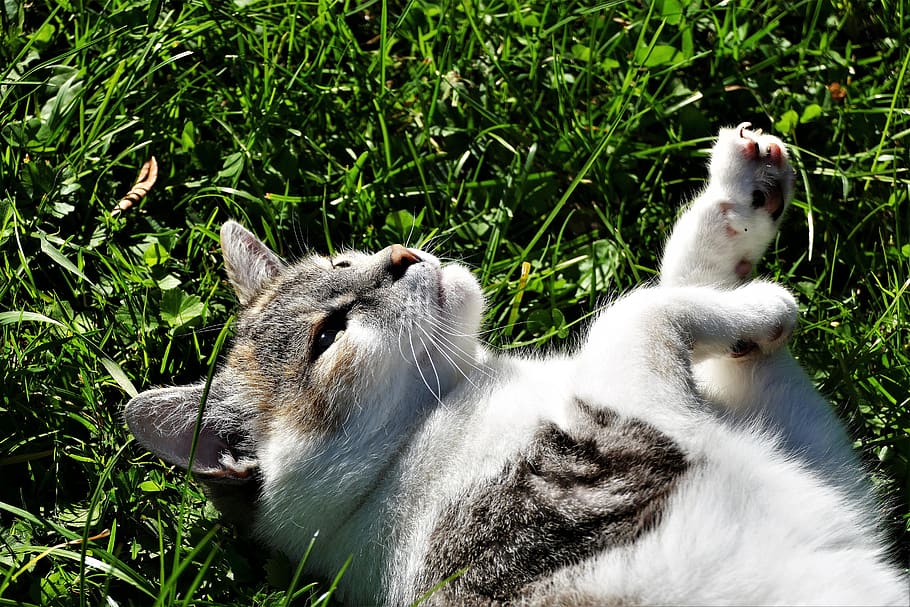 cat, playful, pet, cute, domestic cat, animal, animal themes HD wallpaper