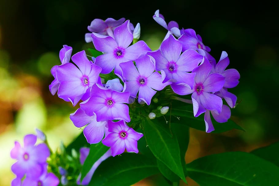 Photos of garden phlox flowers., summer flowering plants, perennial flowers, HD wallpaper