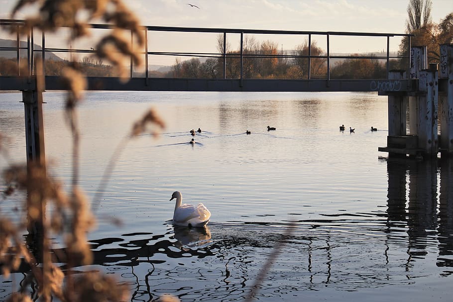 swan, river, wallpaper, water, sun, shadow, white, ducks, bird HD wallpaper