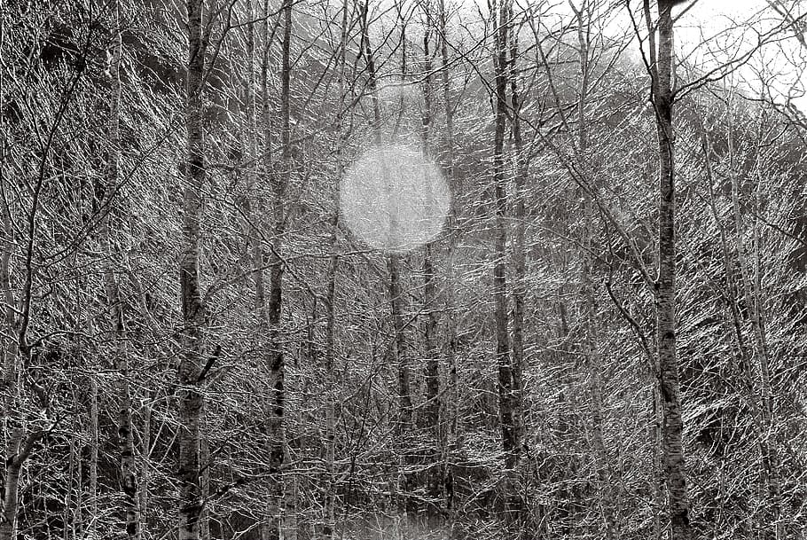 Grayscale Photo of Bare Trees, black and white, branch, forest HD wallpaper