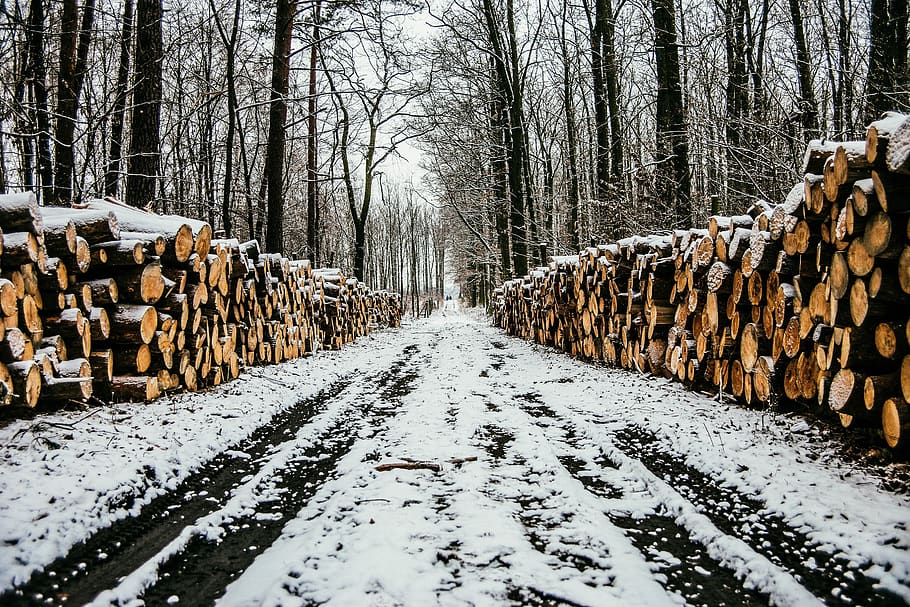 winter, way, snow, landscape, nature, tree, forest, frost, the path HD wallpaper
