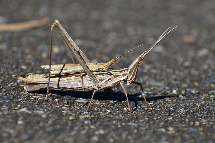 natural, landscape, insect, grasshopper, day, one animal, selective focus HD wallpaper