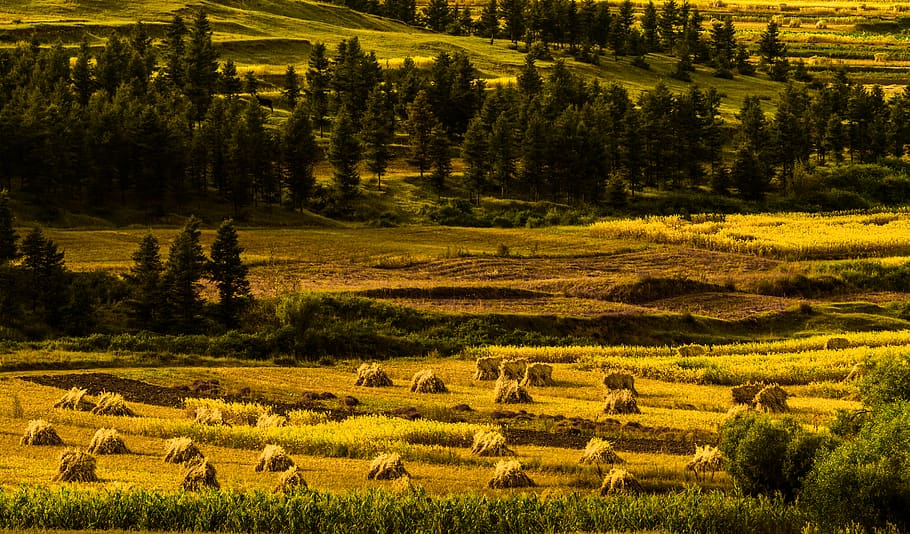 yellow grass near tree, fir, plant, abies, nature, outdoors, conifer HD wallpaper