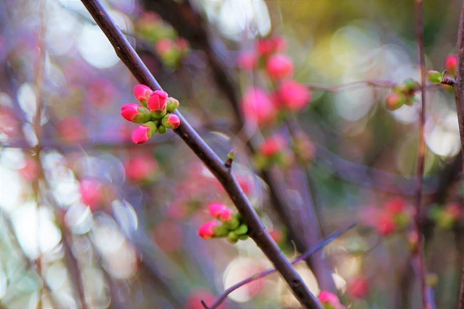 spring, flower, nature, tree, pink, plant, color, beautiful HD wallpaper