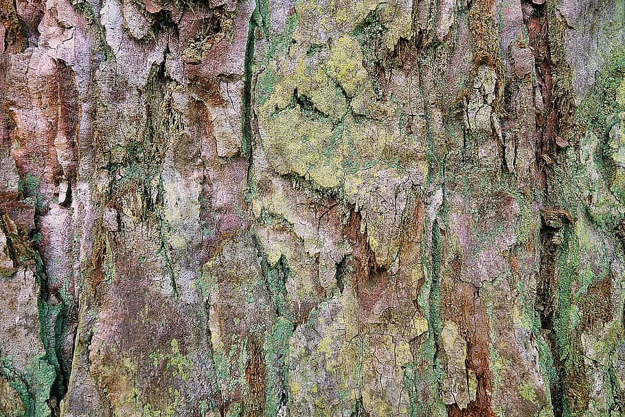 moss-covered cave, plant, tree trunk, redwood, algae, leaf, mammal HD wallpaper