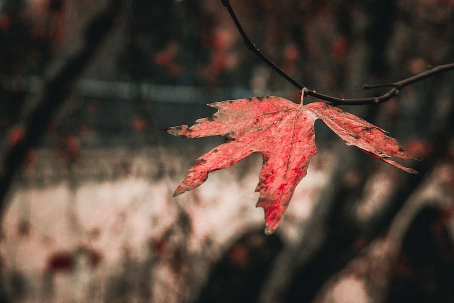 leaf, plant, tree, maple, maple leaf, bird, animal, veins, annonaceae HD wallpaper