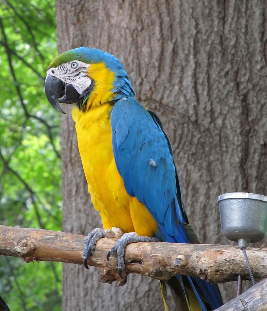 bird, macaw, wild, animal, nature, zoo, jungle, parrot, vertebrate HD wallpaper