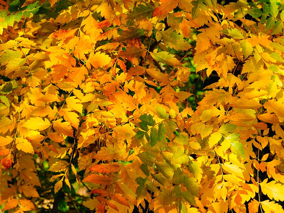 trees, autumn, leaves, light, yellow, plant, beauty in nature HD wallpaper