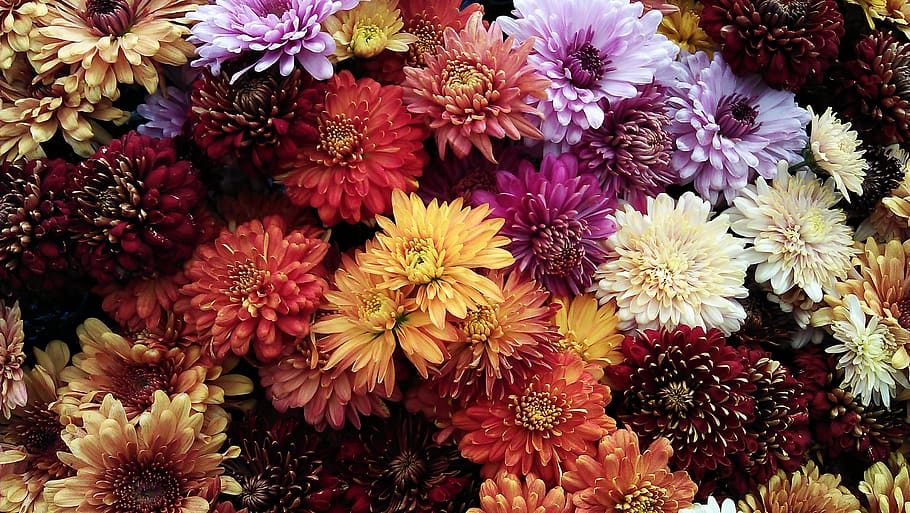 Assorted Flowers Photo, beautiful, bloom, blooming, blossom, botanical HD wallpaper