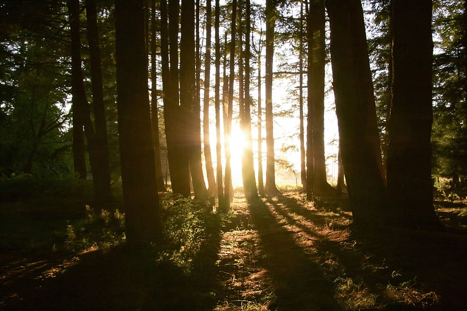 forest, sun, light, trees, bright, land, plant, woodland, sunlight HD wallpaper