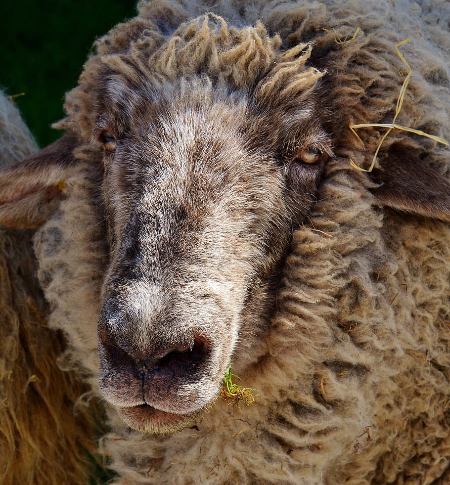 sheep, wool, animal, meadow, nature, winter coat, good aiderbichl HD wallpaper
