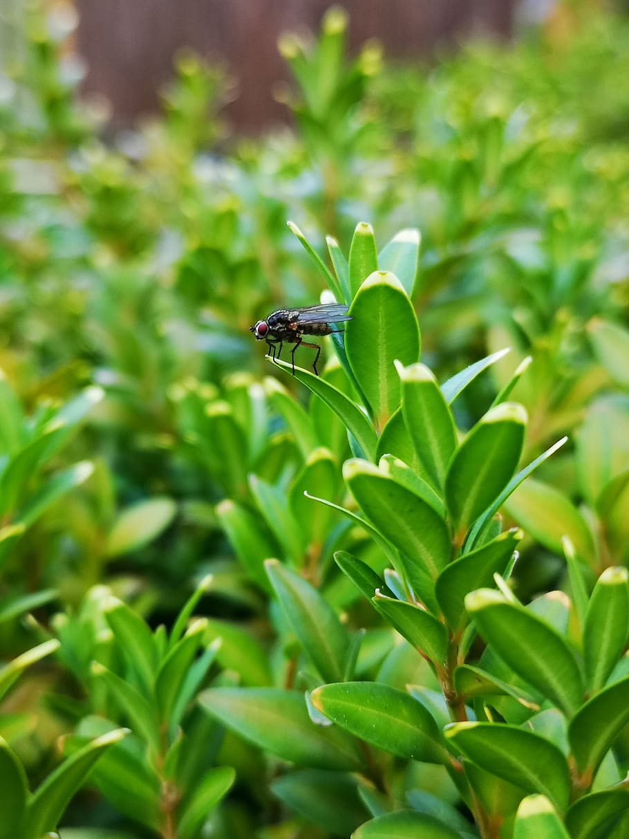 fly, close up, green, garden, buxus, bug, critter, small, nature HD wallpaper