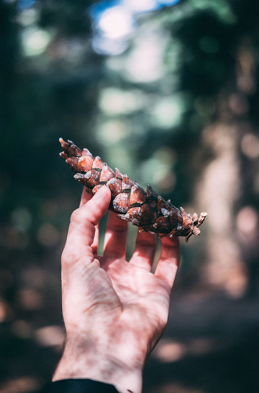 person holding pine cone, hand, forest, plant, touch, feel, outdoor HD wallpaper