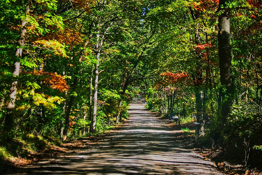lane, road, autumn, fall, trees, leaves, direction, plant, the way forward HD wallpaper