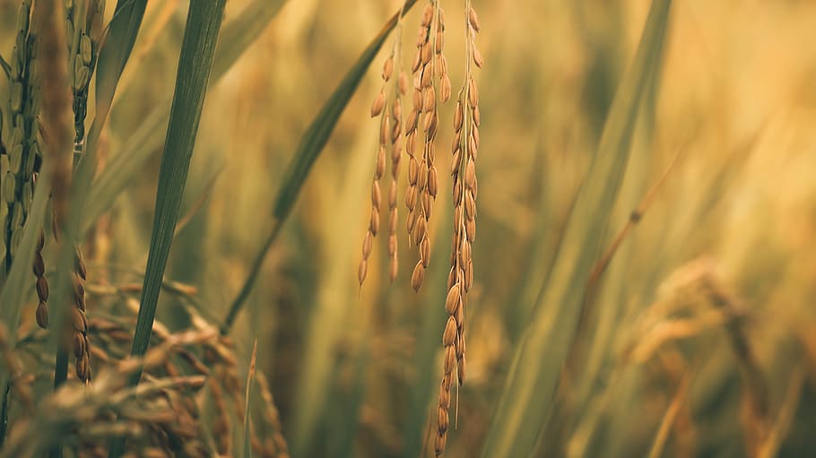 crop, cereal plant, agriculture, wheat, farm, growth, field HD wallpaper