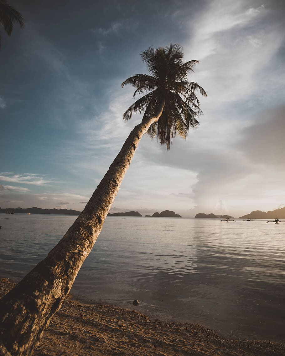 coconut tree on shore, plant, arecaceae, palm tree, summer, tropical HD wallpaper