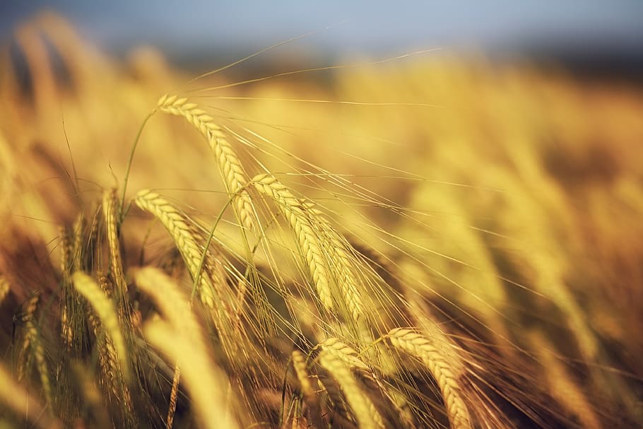 summer, macro, wheat, grain, detail, blur, bokeh, dof, field HD wallpaper