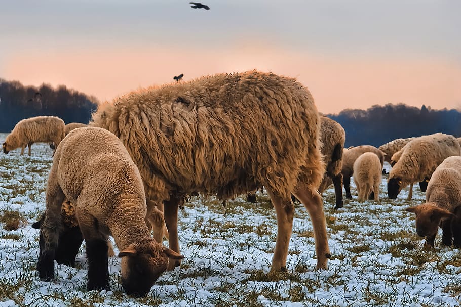 sheep, animals, lamb, wool, nature, farm, cattle, agriculture HD wallpaper