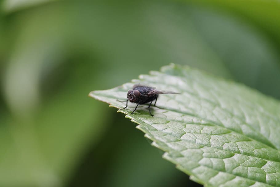 Black Fly on Green Leaf, housefly, insect, animal, animal themes HD wallpaper