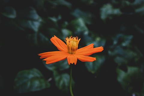 Close-Up Photo of Orange Flower, 4k wallpaper, beautiful, bloom HD wallpaper