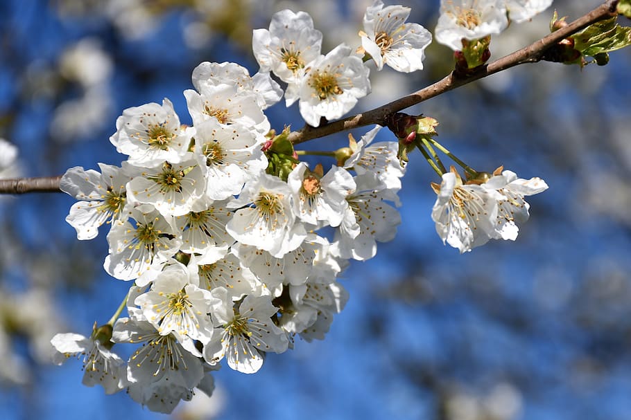white flowers, branches, spring, blossom, blooming, nature HD wallpaper