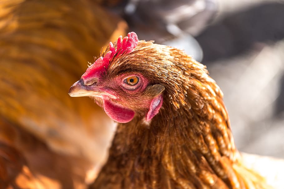 chicken, rooster, livestock, chicken - bird, domestic animals HD wallpaper