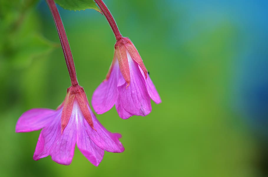 Close-up Photography of Purple Petaled Flowers, bloom, blossom HD wallpaper