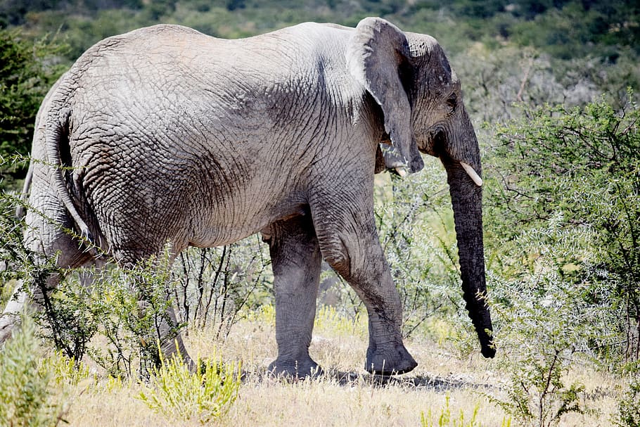 elephant, big, animal, walking, wild, wildlife, safari, nature HD wallpaper