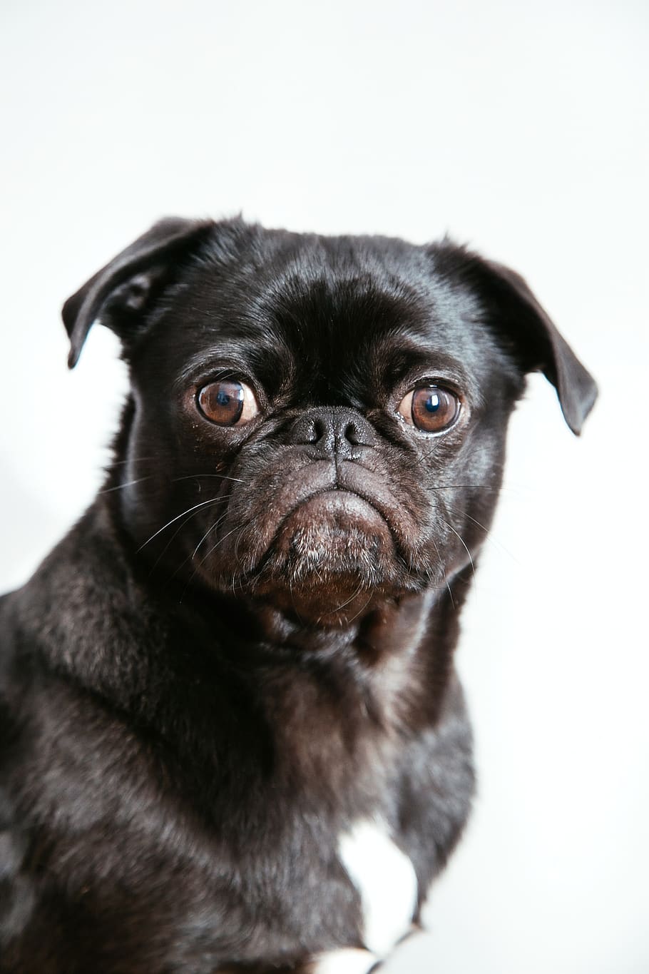 black coated puppy, one animal, animal themes, dog, mammal, canine HD wallpaper
