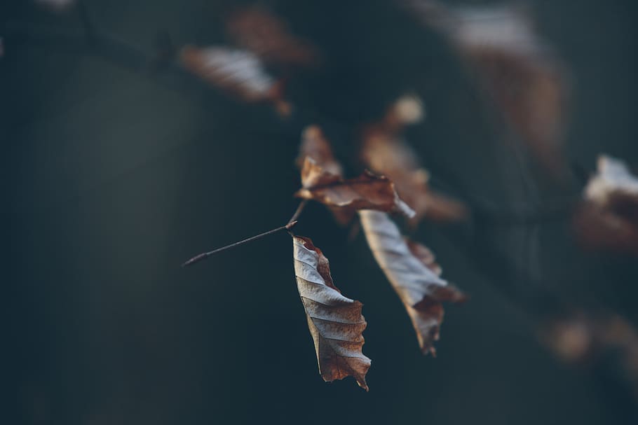 leaf, leaves, autumn, fall, woods, forest, close-up, plant part HD wallpaper