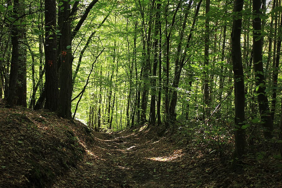 trees during daytime, forest, plant, land, woodland, tranquility HD wallpaper