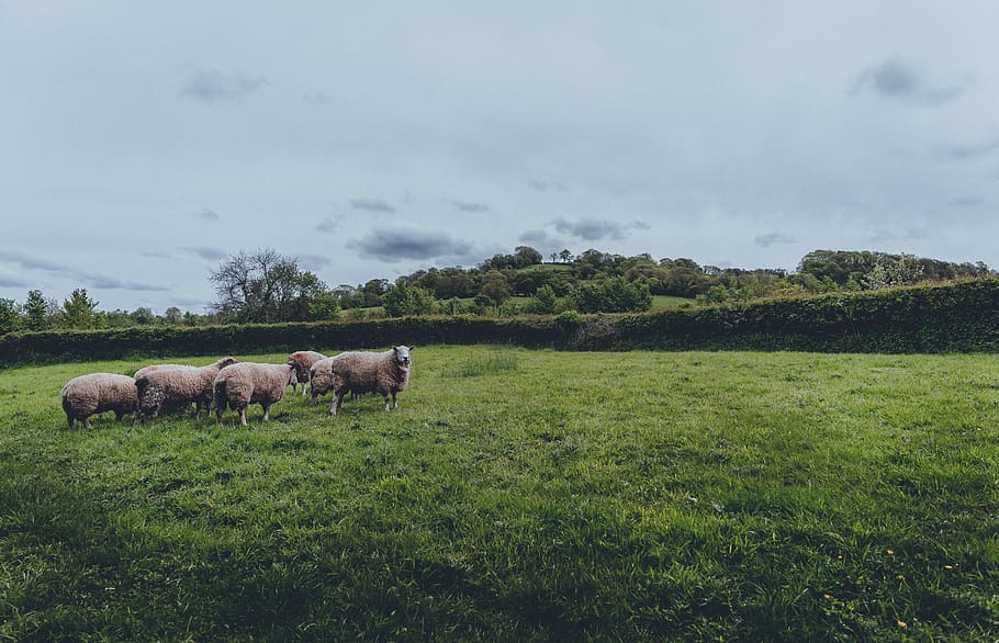 Herd of Sheep on Green Grass Field, animals, cattle, daylight HD wallpaper