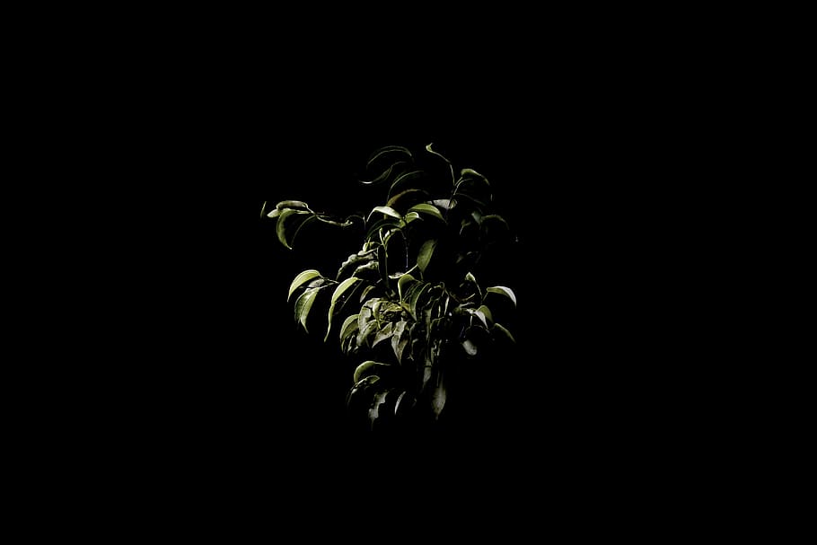 leaves, leafs, green, dark, black, alone, shine, abstract, story HD wallpaper
