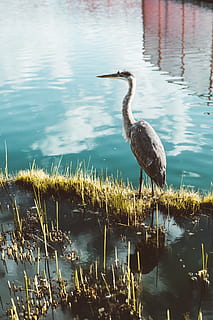 gray long-beaked bird, heron, ardeidae, waterfowl, crane bird HD wallpaper