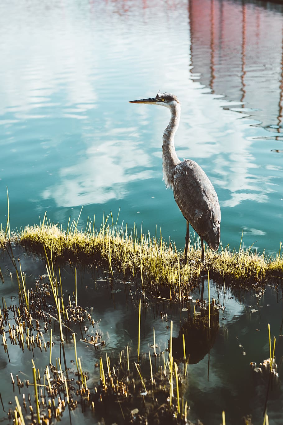 gray long-beaked bird, heron, ardeidae, waterfowl, crane bird HD wallpaper