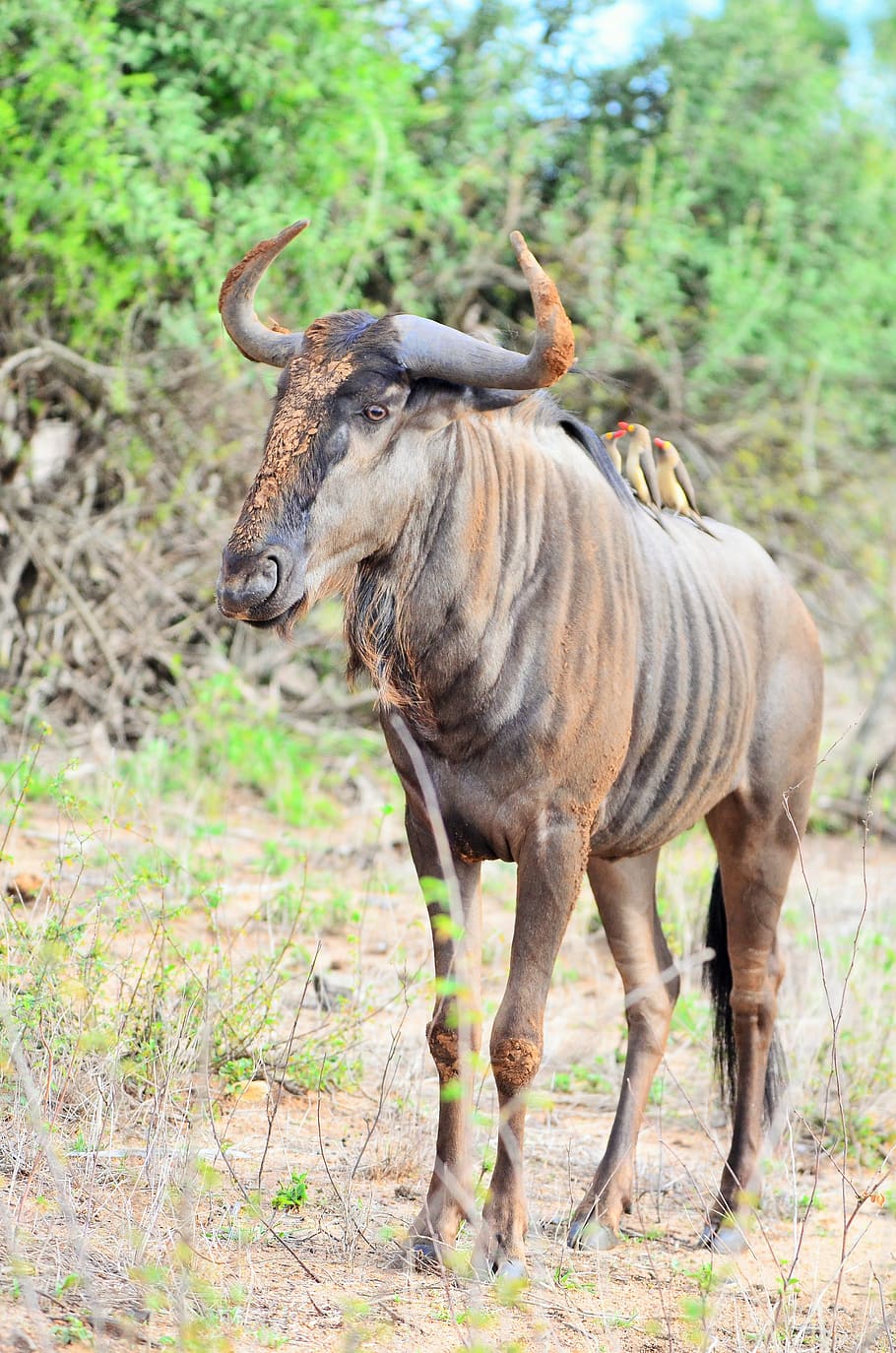 wildebeest, gnu, kruger national park, africa, wildlife, safari