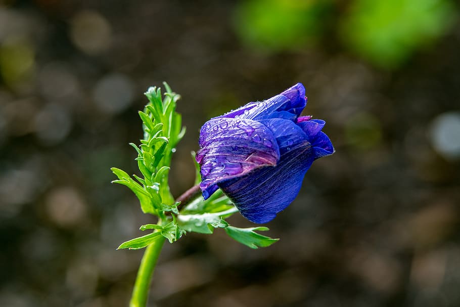 flower, anemone, macro, closeup, flora, garden, lonely, rain HD wallpaper