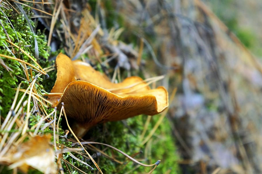 plate, mushroom, moss, pine, needles, autumn, macro, plant HD wallpaper
