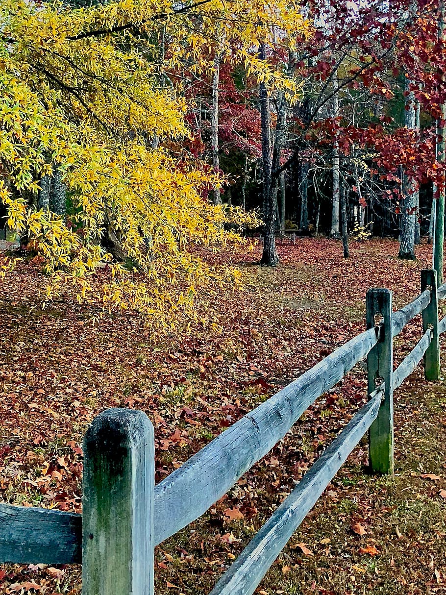 united states, durham, leafs, trees, fall, fence, autumn, change HD wallpaper