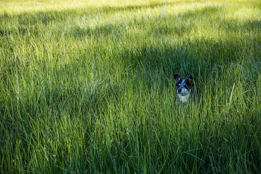 dog standing on grass field, plant, lawn, animal, pet, mammal HD wallpaper