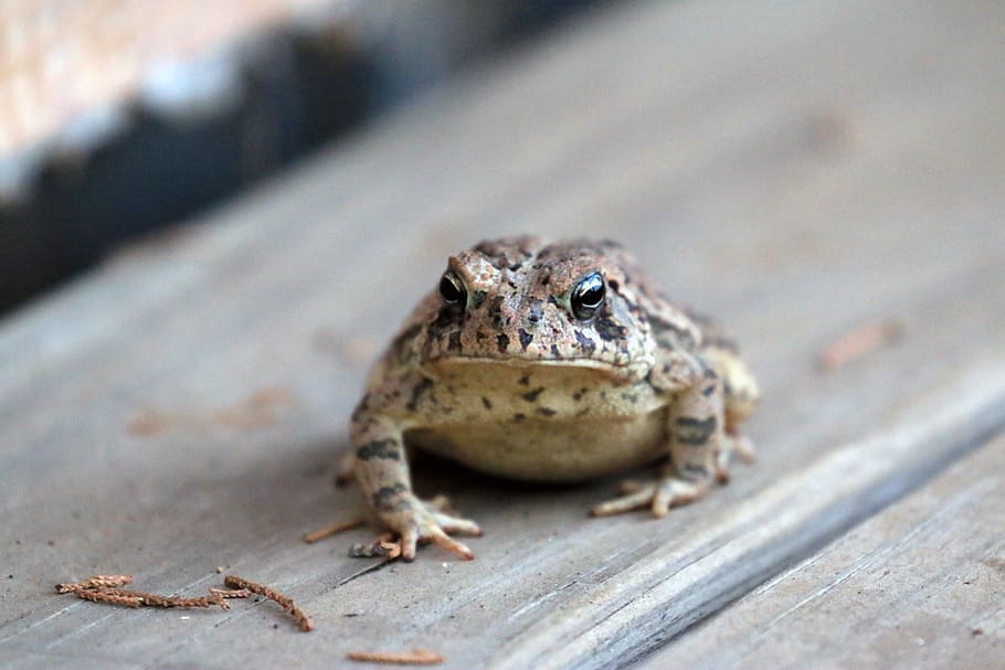frog, toad, prince, outdoors, wildife, sad, brown, animal wildlife HD wallpaper